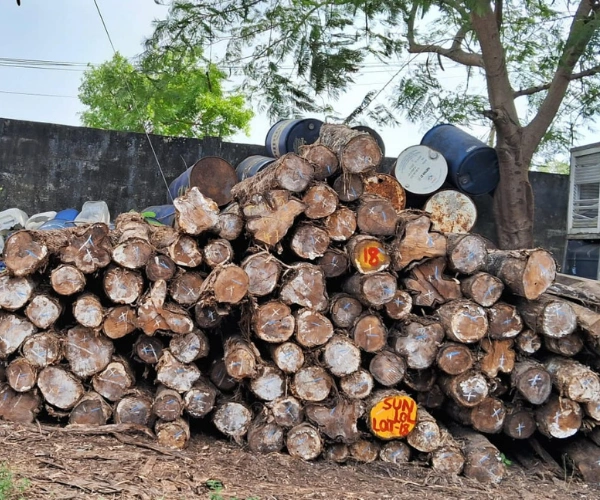 Log Tagalog Teak Wood Log, Teak Wood Log